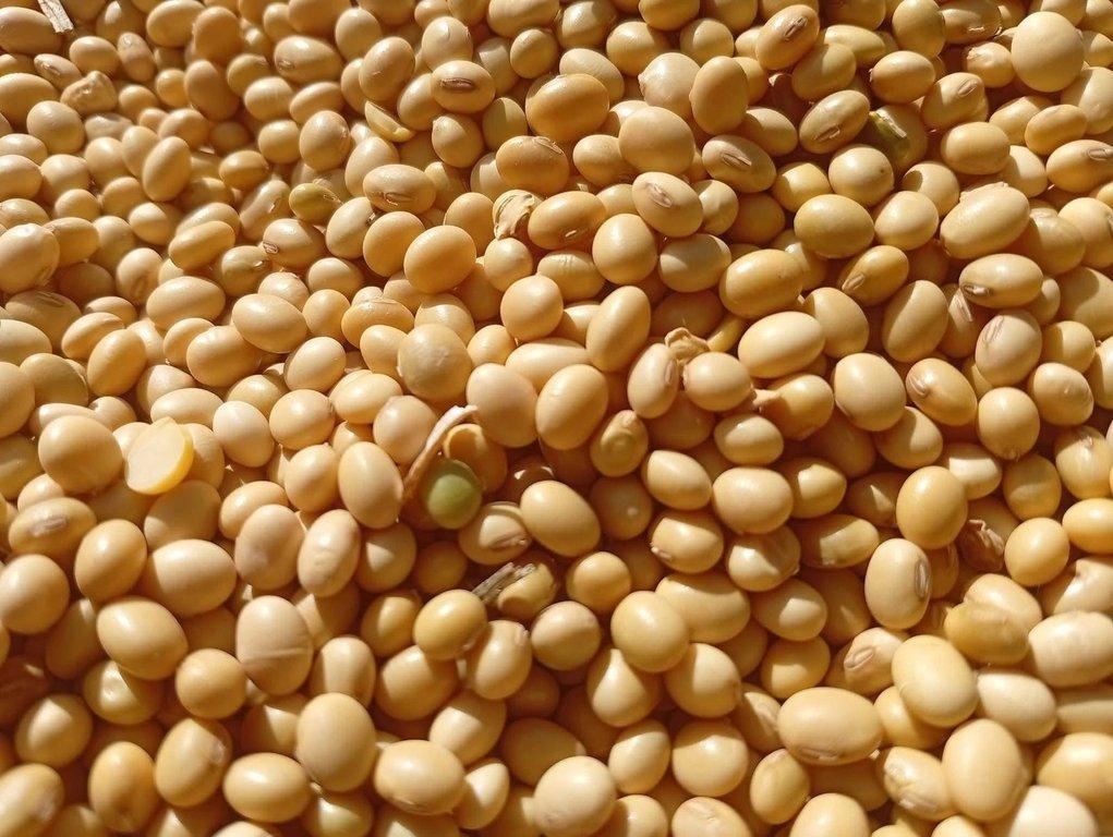 Soybean  Grade A Color Yellow Incoterms CIF Moisture Content 12% Max Packaging Options 50kg Or 100kg